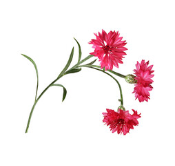 Red knapweed flowers with curved stems in a floral arrangement isolated on white or transparent background