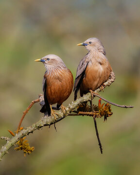 Two chestnut tailed minlas perched on a branch
