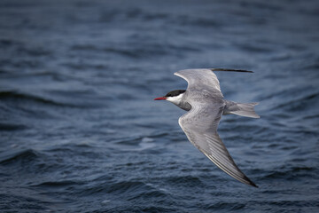 Close-up of an adult Whiskered Tern (Chlidonias hybrida) flying over the lake, perpendicular to the camera lens, on a sunny, windy summer day.