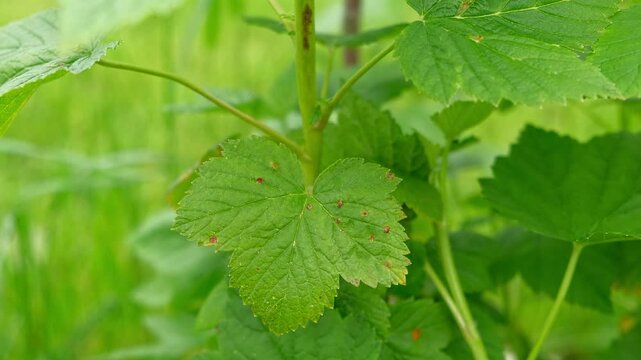 Currant and gooseberry leaf spot. Curling puckering sick blister leaves close-up. Small, dark yellow orange spots on the plant. Puckered blistered leaves distorted by aphids. Yellowish green foliage