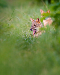 Golden jackal in grassland habitat