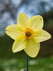 Fototapeta premium Shallow focus of a vibrant yellow daffodil on blurred park background