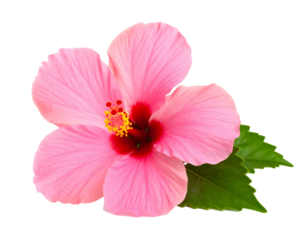 Rosa Hibiskus blüte isoliert auf weißen Hintergrund