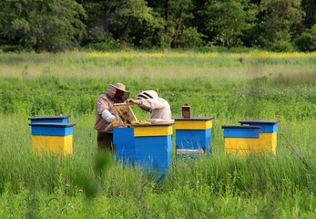 At the apiary, the beekeeper inspects the combs