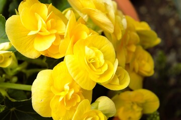 Fototapeta premium Yellow flowering begonia in Yamanashi, Japan