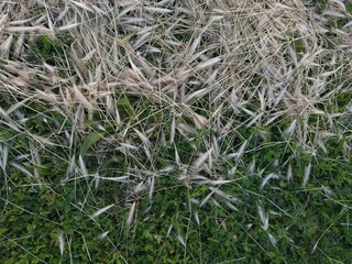 Detailed macro shot of lush green grass alongside scattered dry wheat ears, split evenly in the frame, highlighting the contrast between life and harvest.