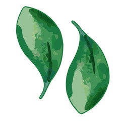 Two vibrant green leaves with intricate vein patterns, set against a clean white background, showcasing natural symmetry and botanical beauty in a minimalist design