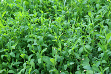 The grass Polygonum aviculare grows in nature