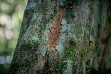 Rich natural textures in the lush tropical forest: rugged tree trunk, vibrant leaves, and warm sunlight in the Atlantic Forest