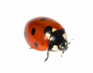 Naklejka premium Ladybug over white background, no shadow