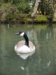 Obraz premium Beautiful shot of Canada goose (Branta canadensis) floating on the lake