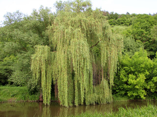 The weeping willow tree (Salix babylonica) adorns parks, squares, and ponds.
