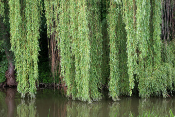 The weeping willow tree (Salix babylonica) adorns parks, squares, and ponds.