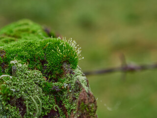 Close-up of dew on the blades of grass with green moss