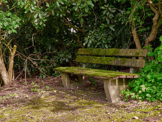 Wooden bench covered with moss in a park