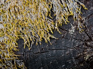 Macro shot of a split black tree with yellow moss spilling over on one side