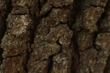bark of a tree
