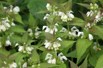 Bloom in nature the nettles are deaf (Lamium album)