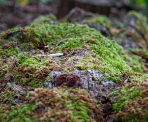 Macro shot of moss on a tree trunk with a plane of focus