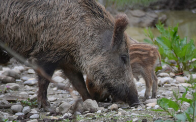 A wild boar and her striped piglet search for food together in rocky ground. A wildlife scene depicting animal behavior and maternal care in their natural habitat.

