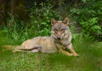 A wild wolf lies calmly on the green grass, gazing directly into the camera. A moment of stillness...