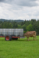 A group of cows drinking water from a large plastic tank placed in an open pasture. A typical rural farm scene showing how livestock hydrate in the field during warm weather.


