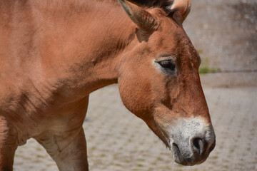 Fototapeta premium Portrait of a Przewalski's Horse Outdoors