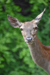 Obraz premium Close-Up Portrait of a Female Deer Looking at Camera