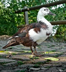 close-up of a whole Kasarkas Duck