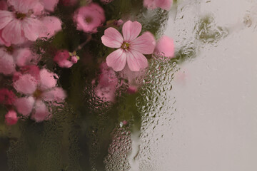 Selective soft focus pink Gypsophila, Vaccaria Flower bouquet through glass with wet water drops....