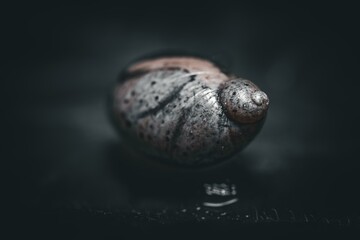 Dark Snail