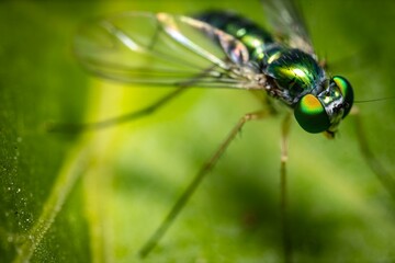 Green Fly