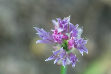 The grace and vibrant colors of Portuguese onion flower; Allium Lusitanicum; macro photography	