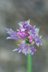 The grace and vibrant colors of Portuguese onion flower; Allium Lusitanicum; macro photography