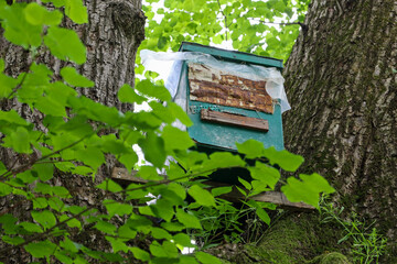 An old beehive, nestled between mighty tree trunks, testifies to the symbiosis between humans and nature. Its weathered appearance reflects the history and labor of the bees.