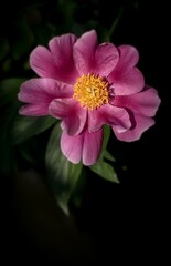 The pink peony with its splendor and vibrant colors; close-up photography; Paeonia Anomala