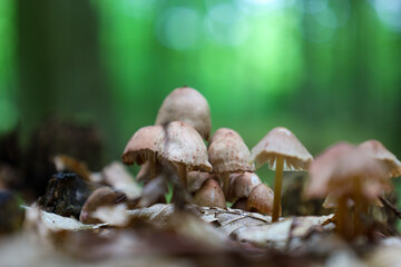 A cluster of forest mushrooms grows among fallen leaves on the forest floor, creating an autumnal woodland atmosphere.