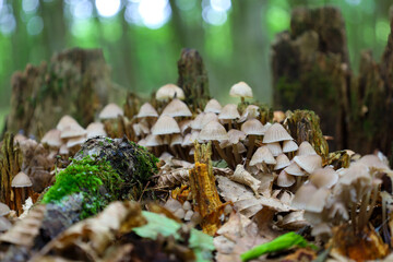 A large colony of small mushrooms has grown on old stumps and the forest floor among fallen leaves,...