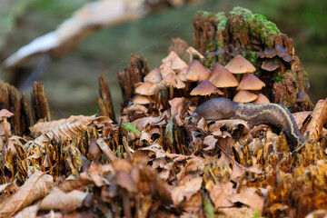 Numerous mushrooms and a crawling slug are settled on an old, decaying stump amidst fallen leaves and moss. This detailed shot captures the natural process of decomposition and life within the forest 