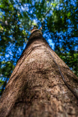 Living textures of the wild forest: warm filtered sunlight reveals rich bark and vivid foliage in the Atlantic Forest