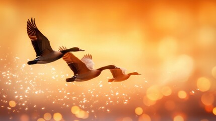 Three Ducks Fly Gracefully Against