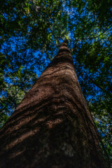 Living textures of the wild forest: warm filtered sunlight reveals rich bark and vivid foliage in the Atlantic Forest