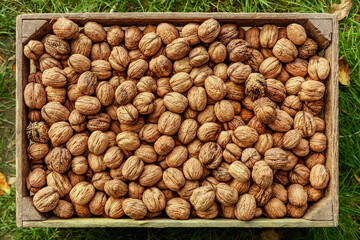 Box filled with freshly harvested walnuts on grass.