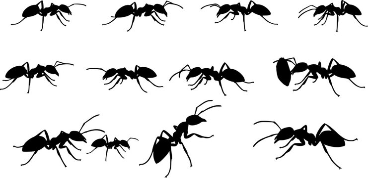 Insect Insects ant ants emmet pismire banner Vector, vector set silhouette
