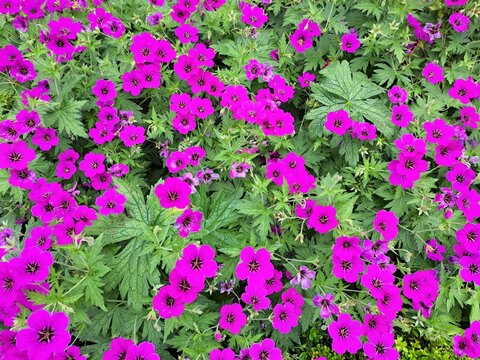 Il bellissimo geranio dei Pirenei viola 