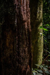 Delicate nature details: rough bark textures and vivid green foliage under golden sunlight in the pristine Brazilian forest