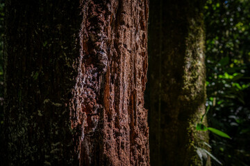 Organic beauty of the dense Atlantic Forest: textured tree bark, fresh green leaves, and soft filtered forest light