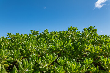 Scaevola taccada, beach cabbage, sea lettuce, or beach naupaka, is a flowering plant in the family Goodeniaceae. Kaʻena Point Trail（North), Oahu Hawaii.