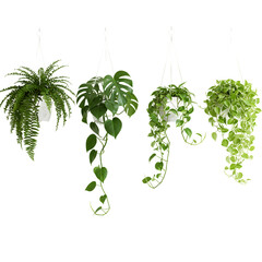 Lush Greenery of Hanging Houseplants on Transparent Background


