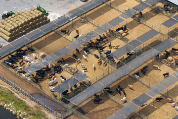 Large stockyard with meat cows. Feeding of cattle on farm feedlot in countryside area
